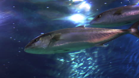 Peces-Pequeños-únicos-Nadando-En-Un-Acuario-Marino-Desde-El-Mar-Cuando-La-Luz-Viene-Del-Sol.