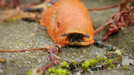 Static-Red-slug-Arion-rufus-with-tentacles-out,-macro-low-angle