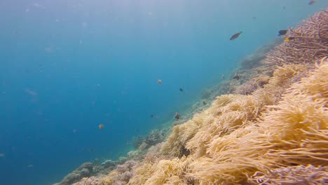 Korallenrifflandschaft-Von-Raja-Ampat-In-Indonesien-Mit-Tropischen-Fischen,-Die-Im-Blauen-Und-Unberührten-Meer-Schwimmen