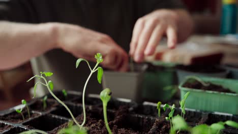 Plántulas-En-Bandeja-De-Germinación-Con-Jardinero-Trasplantando-En-Maceta-En-Segundo-Plano.