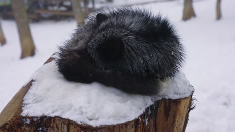 Lindo-Zorro-Negro-Acurrucado-En-El-Tocón-De-Un-árbol,-Durmiendo-En-La-Nieve-De-Japón