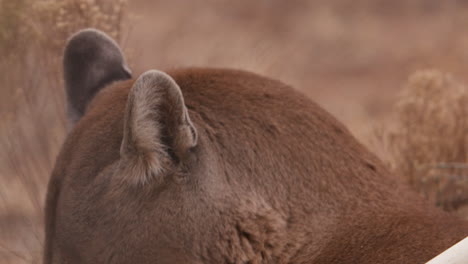 Mountain-lion-plays-with-toys-as-animal-handlers-clean-enclouser---close-up-on-face