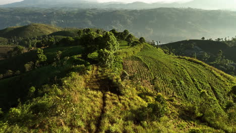 Aerial-view-flying-low-over-sunlit-tea-plantations,-golden-hour-in-Sri-Lanka