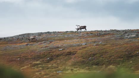 Reindeer-wander-along-the-crest-of-the-grassy-hill,-grazing-in-the-autumn-tundra