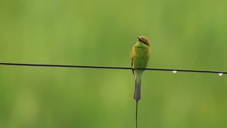 Little-Green-Bee-Eater-perching-and-taking-of-in-Rain