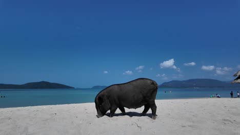 Kleines-Wildschwein-Sucht-Frei-Nach-Nahrung-Am-Strand