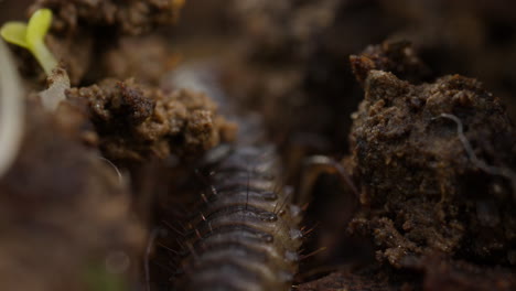 Low-angle-macro-shot-of-millipede-moving-through-leaf-litter-on-forest-floor