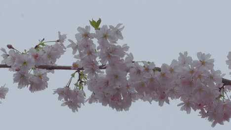 A-branch-heavy-with-the-soft-pink-blossoms-of-cherry-flowers-against-a-muted-background,-signaling-the-full-swing-of-spring