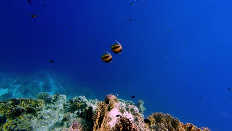 Escuela-Submarina-De-Peces-Dorados-Negros-Flotantes-En-Cámara-Lenta-En-Un-Prístino-Arrecife-De-Coral-Azul-En-Egipto,-Perspectiva-De-Buzo-Pov