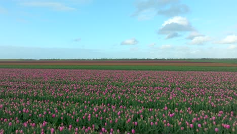 April-2024---4K-Aerial-of-tulip-fields-in-Flevoland,-The-Netherlands