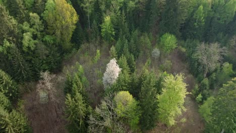 árbol-Floreciente-Blanco-En-Medio-De-Un-Bosque-Verde