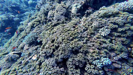 Underwater-coral-scene-colorful-marine-life-with-orange-fish-swim-at-egypt-dahab-scuba-diving-point-of-view-inside-ocean-water