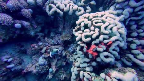 Coral-brain-like-underwater-close-up-shot-of-ocean-bottom-fish-plants-algae-in-Egypt-diving-scuba-trip,-Dahab
