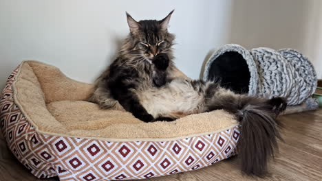 Large-Maine-Coon-cat-grooming-itself-in-it's-bed