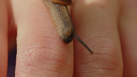 Eine-Wunderschöne-Makroaufnahme-Einer-Schnecke,-Die-Auf-Dem-Finger-Eines-Menschen-Kriecht