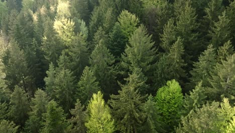Deep-coniferous-forest-on-which-the-sun-shines