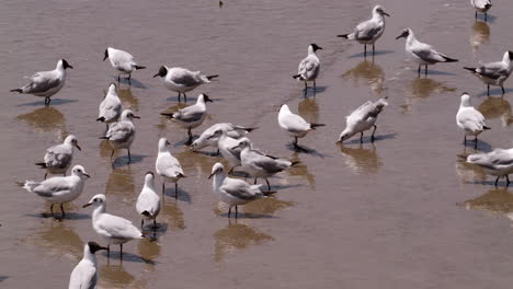 Walking-and-wading-in-the-murky-waters-of-Bangphu,-a-flock-of-migratory-seagulls-are-foraging-for-food-as-they-prepare-to-go-back-up-North-where-they-are-from