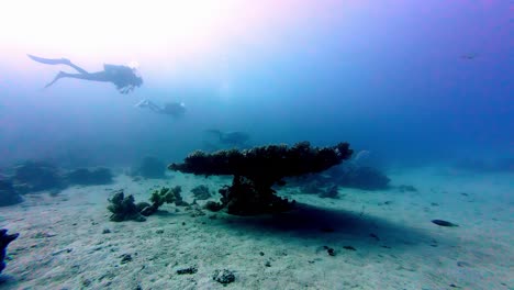 El-Equipo-De-Buceo-Submarino-Nada-Juntos-En-Las-Maravillas-Marinas-Egipcias,-Los-Corales-Y-El-Fondo-Marino-De-Dahab,-África.