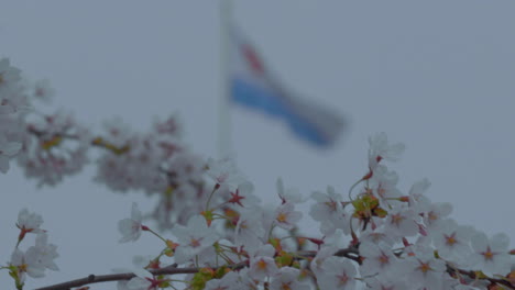 Flag-with-blue-and-white-fields-and-a-red-emblem,-against-a-blurry-natural-background