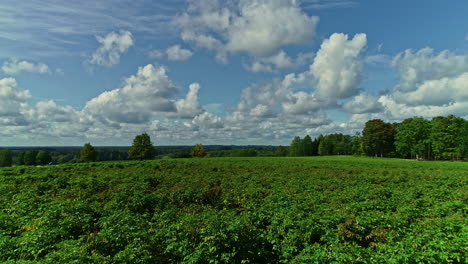 Crops-growing-in-iconic-countryside-landscape,-aerial-drone-low-angle-view