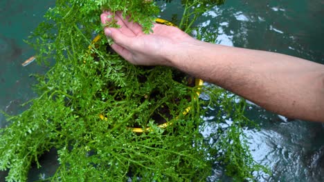 Indoor-Gartenarbeit:-Männliche-Hände-Zeigen-Pflege-Für-Zimmerpflanzen