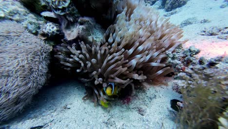 Yellow-white-black-fish-hide-beneath-moving-algae-colorful-coral-rock-ocean-bottom-diving-experience,-underwater-scuba-diver-perspective-at-egypt-dahab