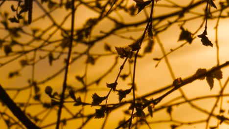 Calm-deep-yellow-sky-golden-hour-with-tree-branch-flutter-in-light-breeze