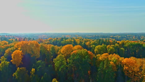 Aerial-view-of-foliage-sunlit-by-soft-light,-beautiful-forest-in-Latvia,-autumnal-landscape