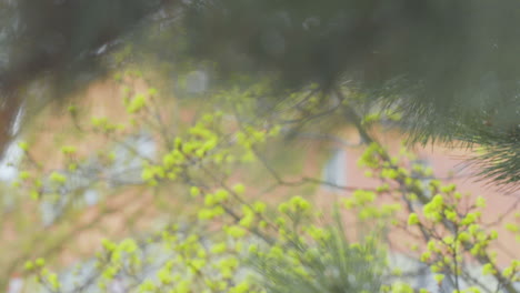 Nahaufnahme-Von-Kiefernnadeln-Mit-Weichgezeichneten-Jungen-Blättern-Im-Hintergrund,-Die-Die-Schönheit-Des-Frühen-Frühlings-Hervorheben