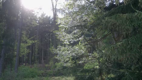 Suave-Brisa-Moviendo-Las-Ramas-De-Los-árboles-Lentamente-Juntas,-Ambiente-Forestal