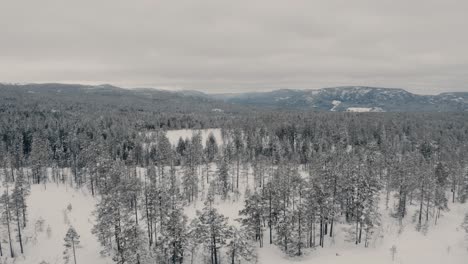 Aerial-drone-shot-flying-past-snow-covered-trees-and-mountain-revealing-more-peaks-in-the-famours-norwegian-mountains-on-a-cloudy-day