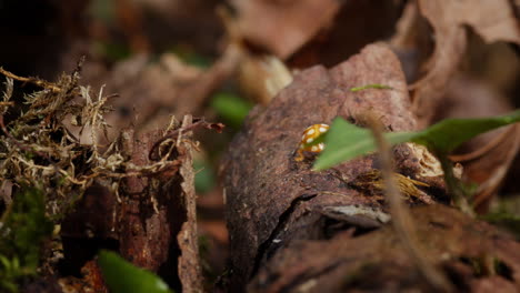 Orange-ladybug-crawl-over-log-on-forest-floor,-European-insects-in-nature