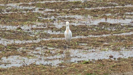 Cattle-egret-spotted-standing-on-the-agricultural-farmlands,-foraging-for-fallen-crops-on-the-wet-soil-ground-of-harvested-paddy-fields,-close-up-shot