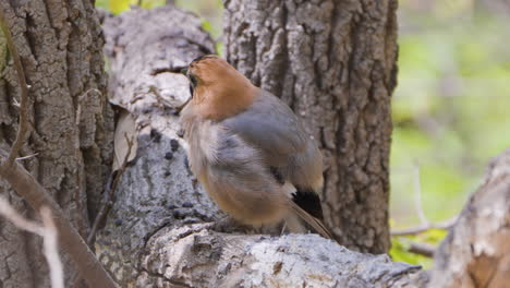 Close-up-of-Eurasian-Jay-Bird-Fluffing-Up-or-Puffing-Up-Feathers-Perched-on-a-Tree-and-Preens-Plumage-in-Slow-Motion
