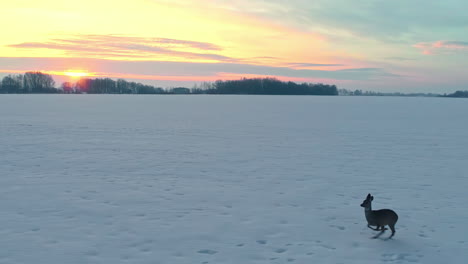 Hirsche-Laufen-Im-Winter-Bei-Sonnenuntergang-Durch-Die-Verschneiten-Felder