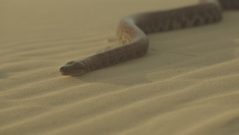 Cerca-De-Una-Gran-Serpiente-Sacando-La-Lengua-Silbando-Mientras-Se-Desliza-Sobre-La-Arena-De-La-Playa-Hacia-La-Cámara-En-Una-Duna