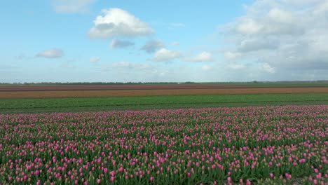 Abril-De-2024:-Antena-4k-De-Campos-De-Tulipanes-En-Flevolanda,-Países-Bajos