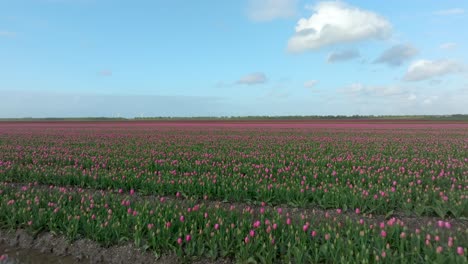 April-2024-–-4K-Luftaufnahme-Von-Tulpenfeldern-In-Flevoland,-Niederlande