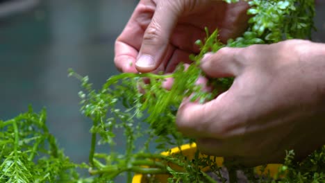Indoor-Gardening:-guy-hands-Caring-Plants-at-home