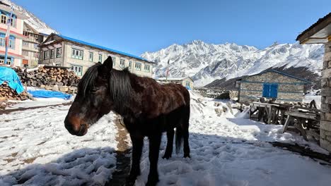 Mula-De-Carga-Parada-En-La-Nieve-Del-Pueblo-Helado-De-Kyanjin-Gompa