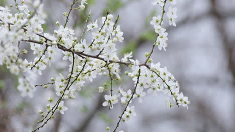 Un-Primer-Plano-De-Delicadas-Flores-De-Cerezo-Blancas-En-Plena-Floración-Sobre-Un-Fondo-Natural-Borroso