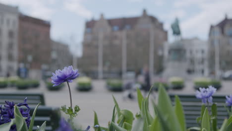 Medium-Wide-Shot-of-Stortorget---Malmö,-Sweden