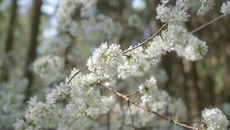 Mutter-Naturs-Garten,-Blütenblätter-Und-Narben-Wunderschöner-Pflanzen-In-Voller-Blüte