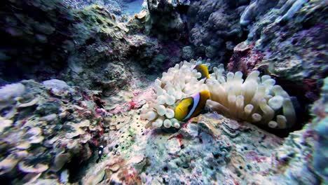 Anemonefish-Escondido-En-Anémona-En-Los-Arrecifes-De-Coral-Bajo-El-Mar-En-Dahab,-Egipto