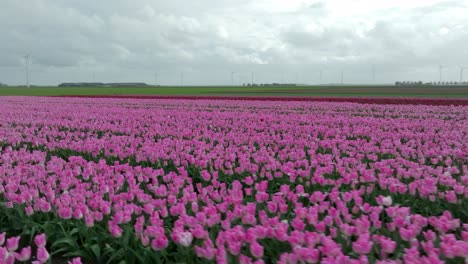 April-2024-–-4K-Luftaufnahme-Von-Tulpenfeldern-In-Flevoland,-Niederlande
