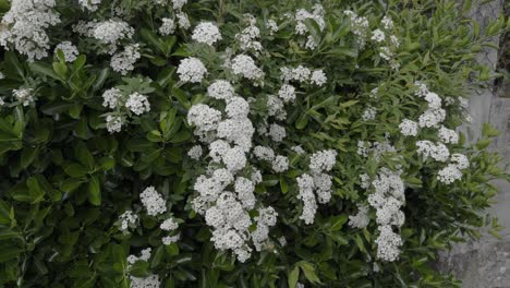 Bonito-Viburnum-Blanco-Creciendo-En-Una-Pared-Y-Vívidamente-Sacudido-Por-La-Brisa