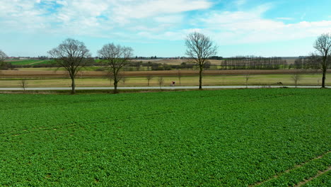 Aerial-view-of-a-lush,-green-field-in-the-foreground-with-leafless-trees-lining-a-road-in-the-midground