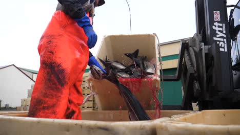 Fisherman-lifting-dead-fish-from-a-container,-on-a-ship,-outside-Reykjavik,-Iceland---Static,-slow-motion-shot
