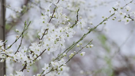 A-springtime-spectacle-of-white-cherry-blossoms-bursting-into-life,-signifying-the-arrival-of-spring