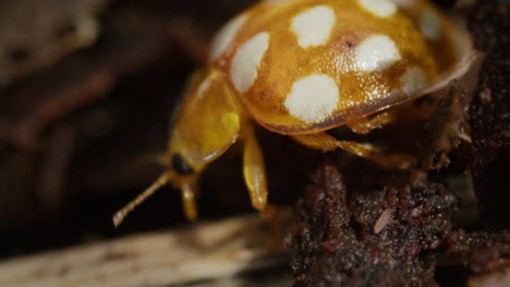 Orange-Ladybug-use-compound-eyes-and-antennae-to-move-around-forest-floor,-macro